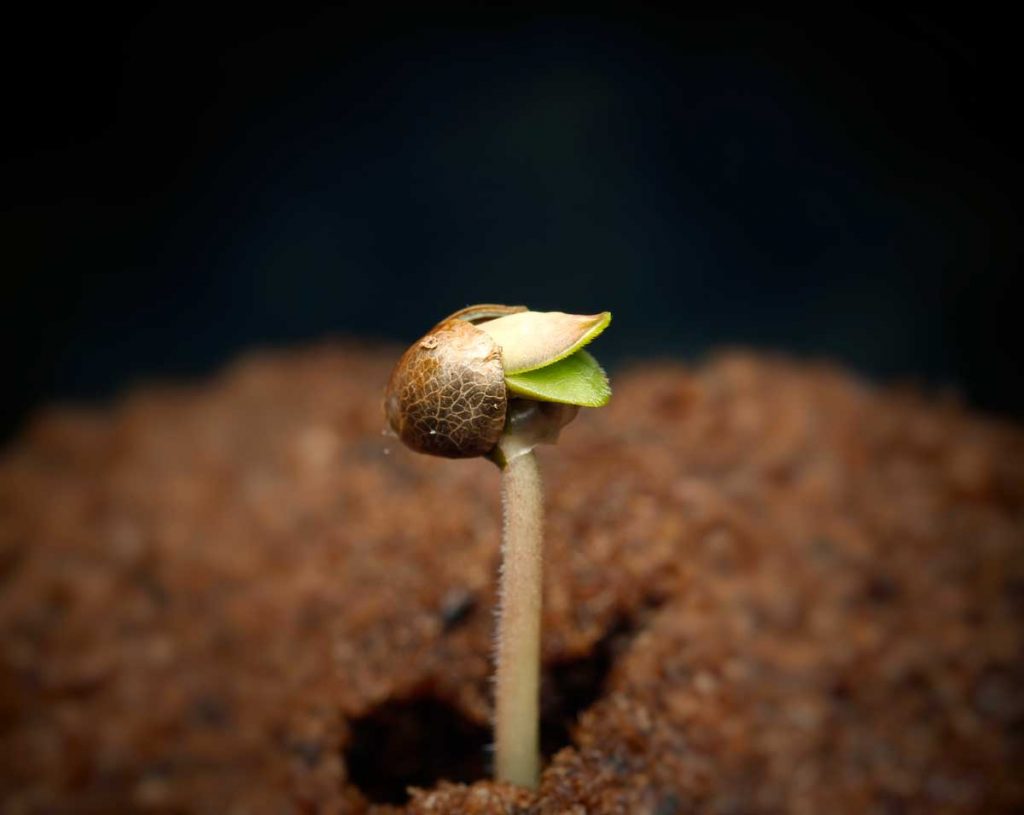 cannnabis seed germination