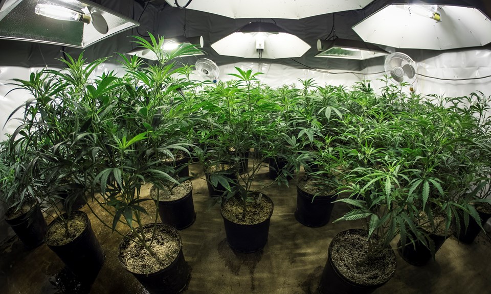 how to grow marijuana