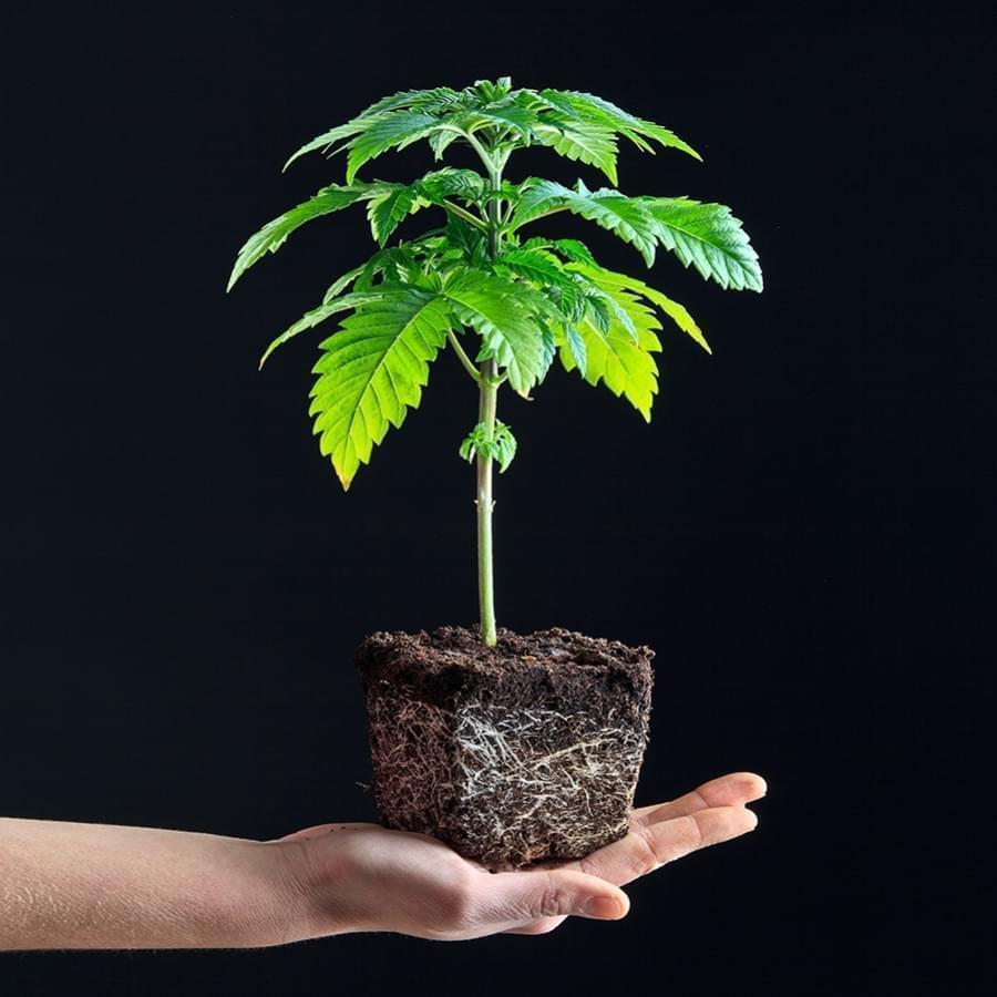 cannabis mature plant