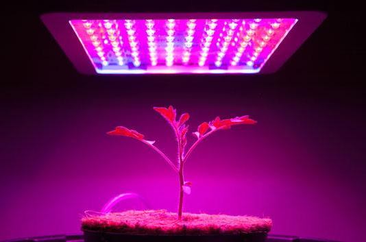 The 5 Cheapest LED Grow Lights [For Any Budget] 