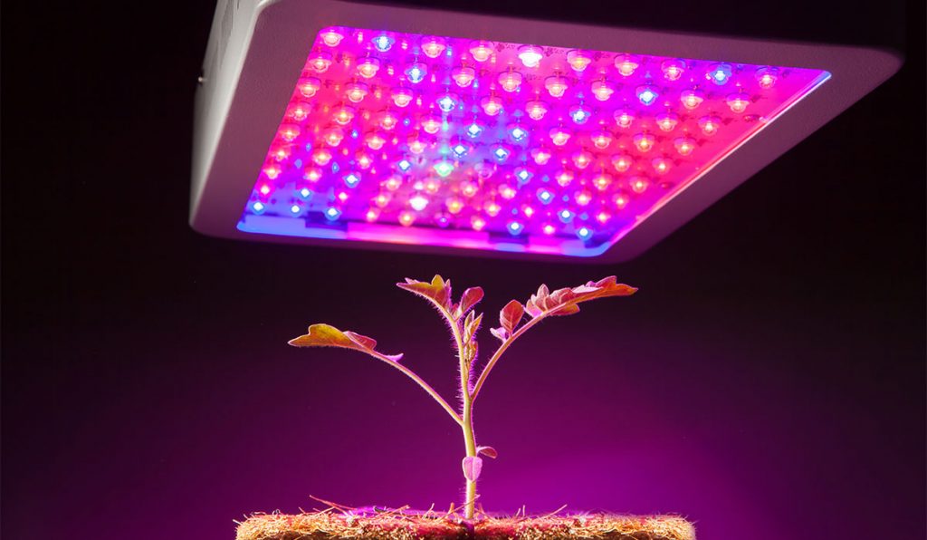 Top 10 Best LED Grow Lights Reviews 2021: Top Rated for ...